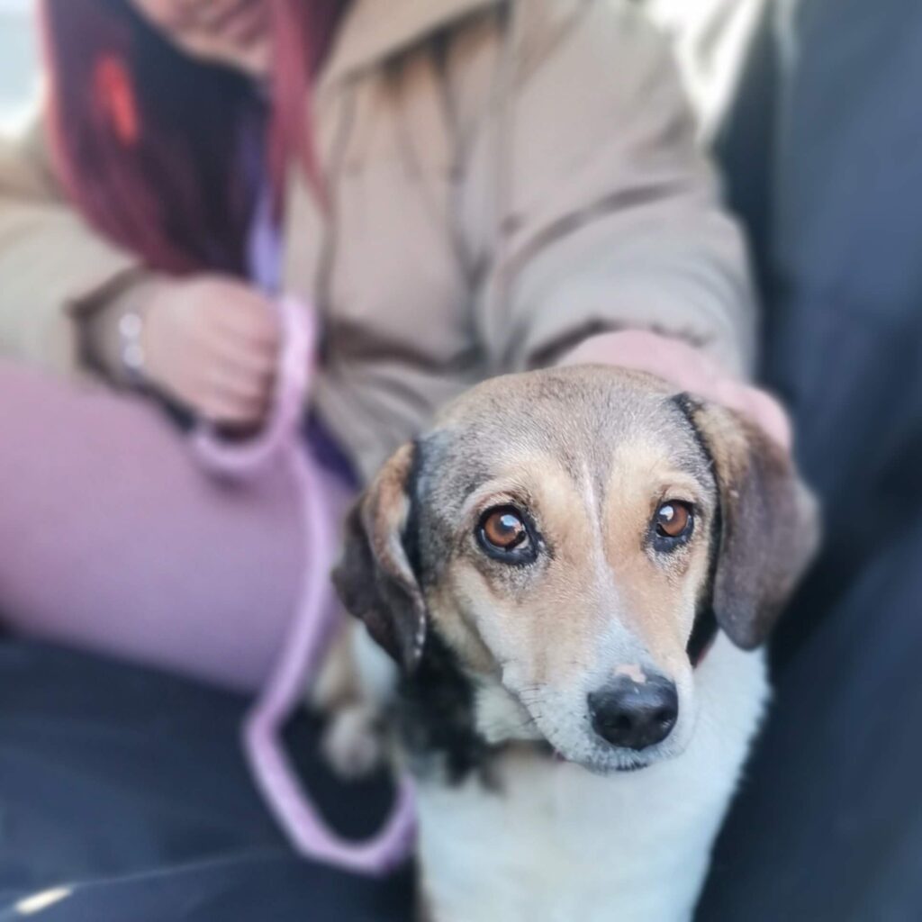 Maggie – adopted
