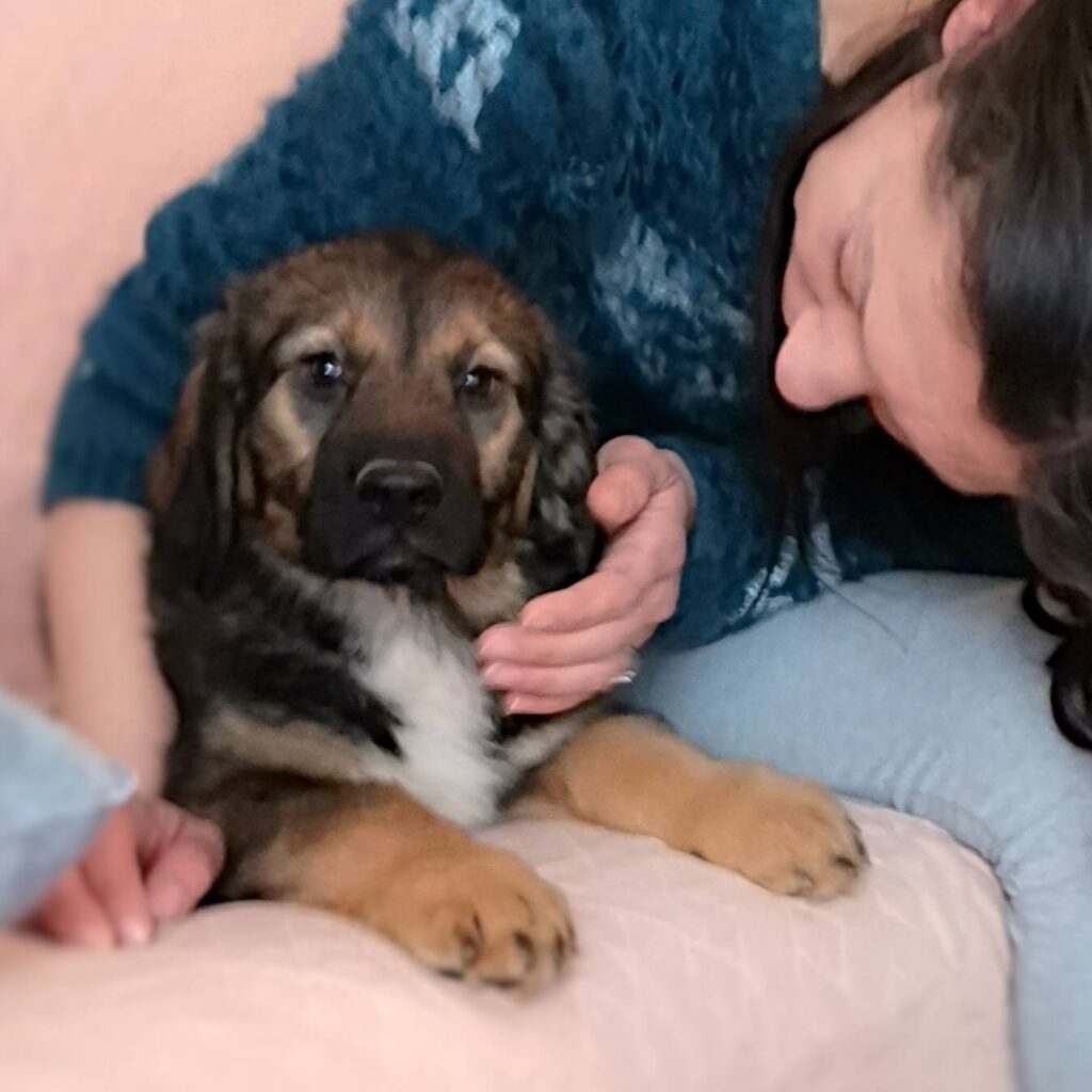 Mrki – adopted