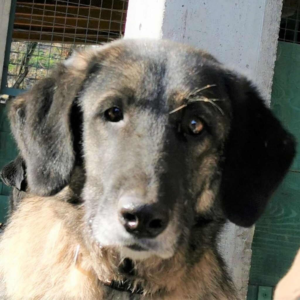 Tara – dog for adoption