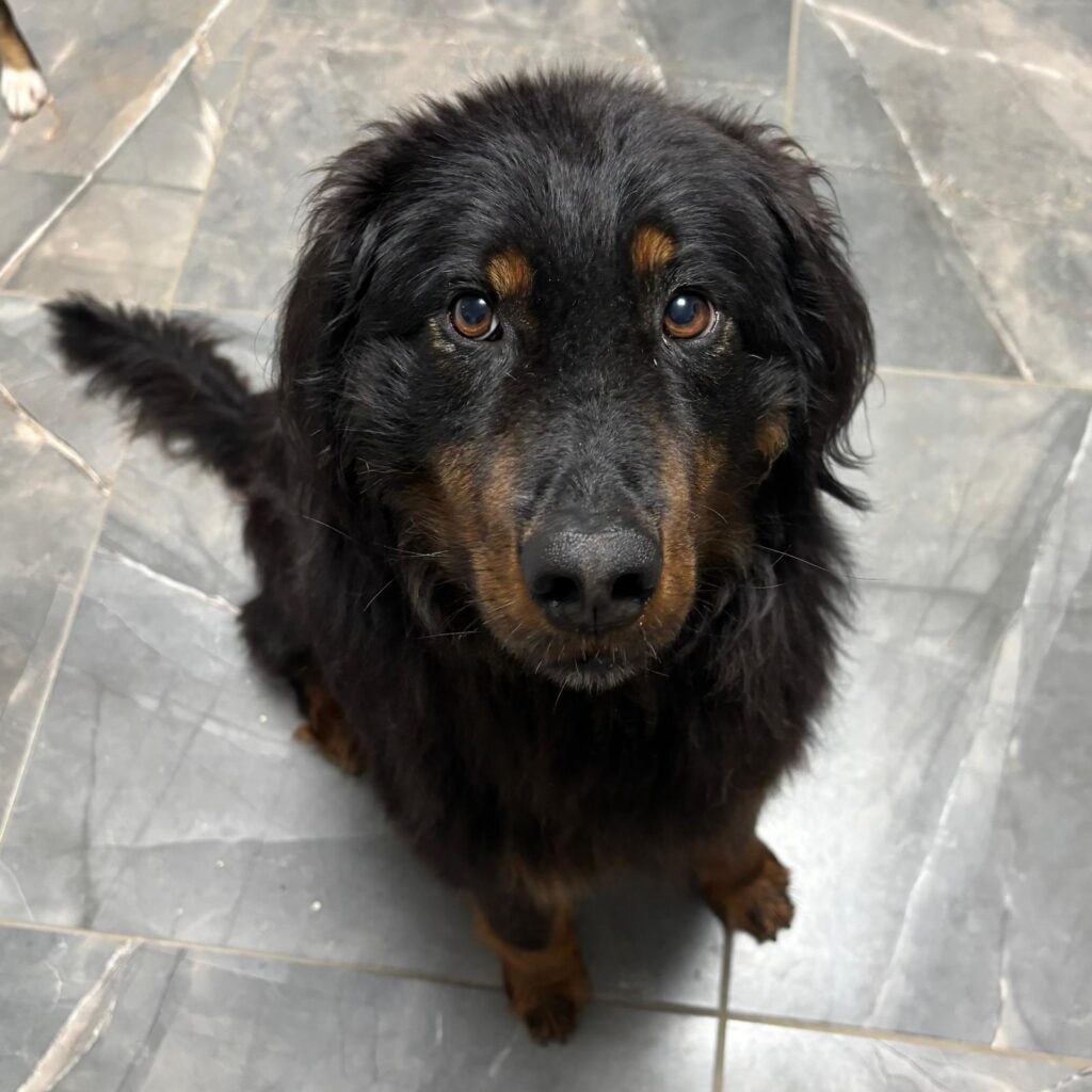 Čupko – adopted