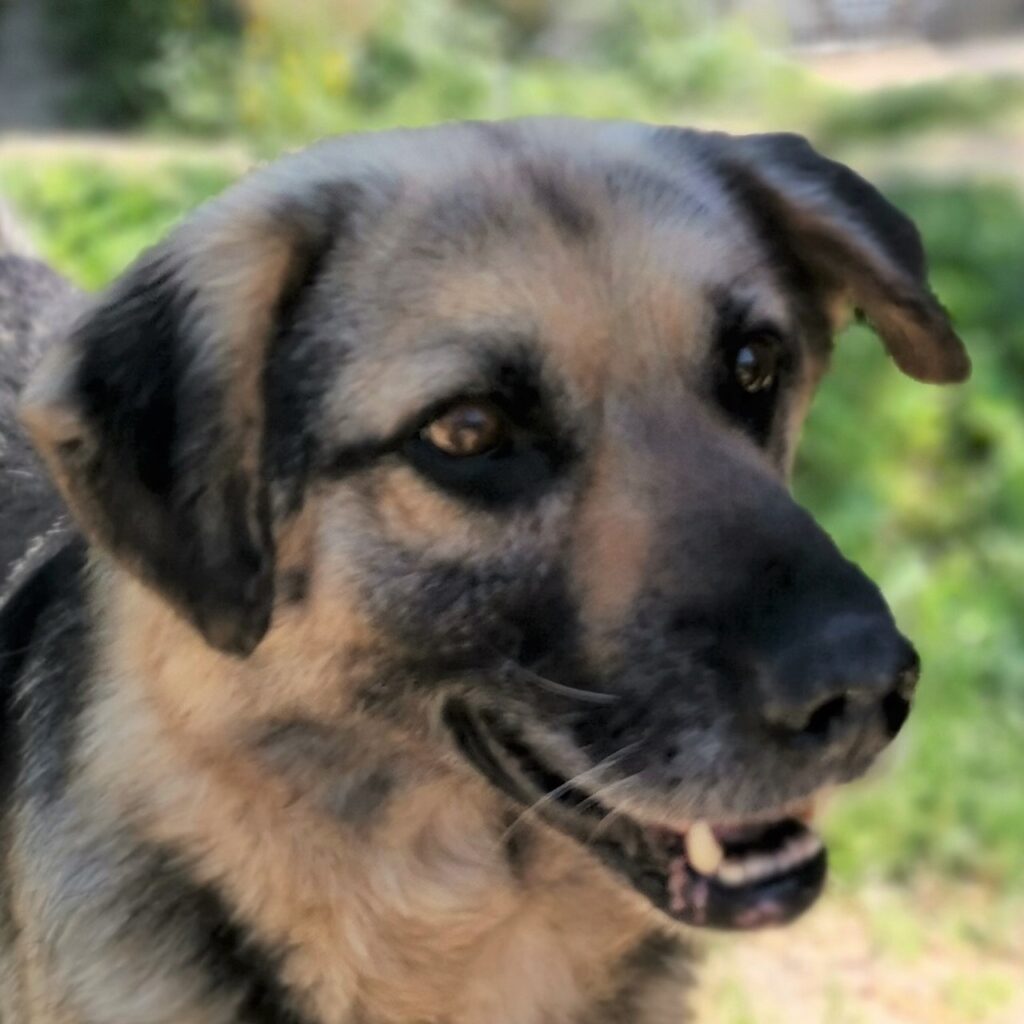 Tommy – dog for adoption