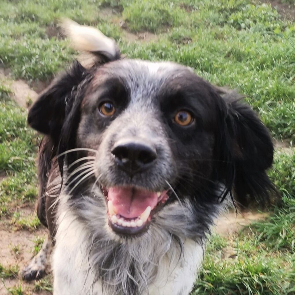 Meda – dog for adoption