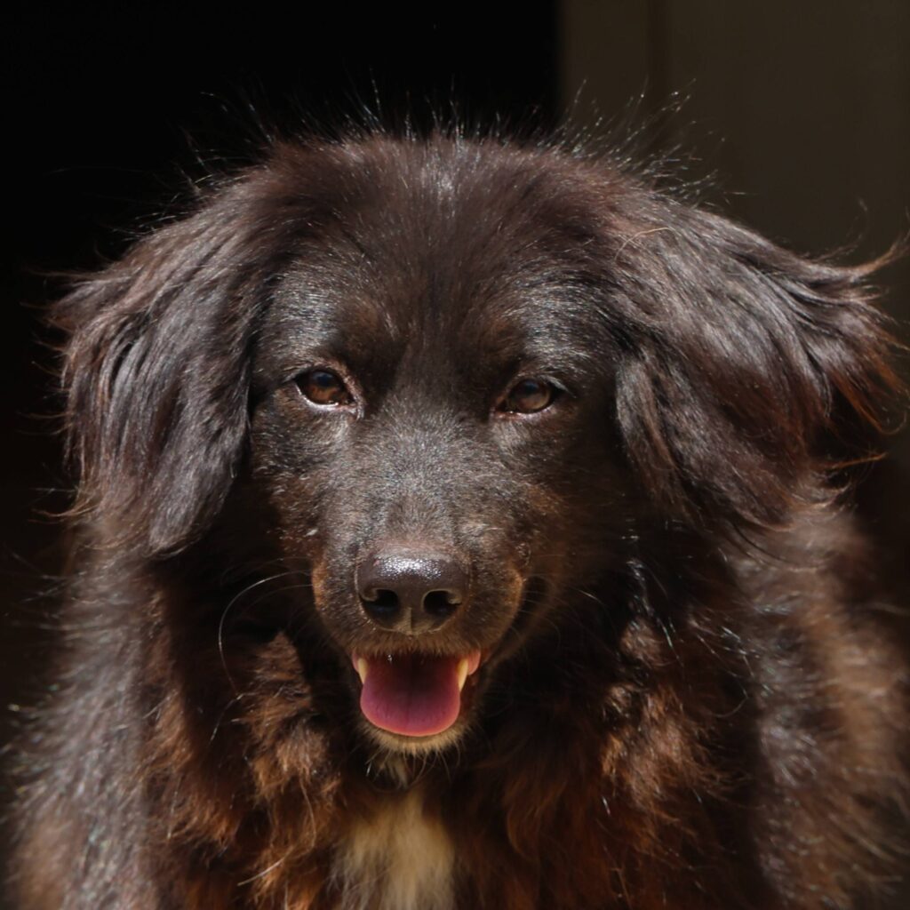 Ines – dog for adoption