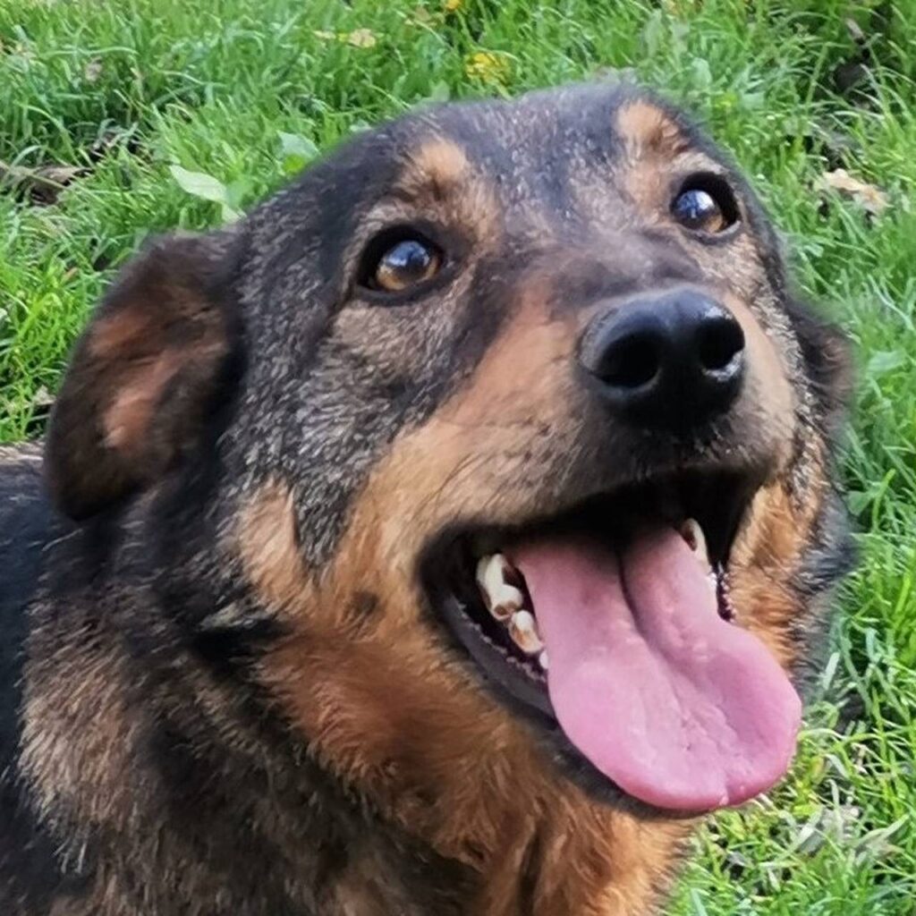 Zara – dog for adoption