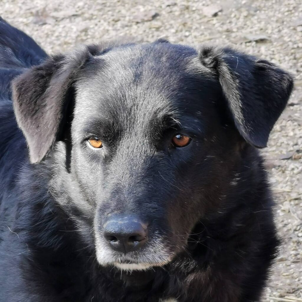 Greta – dog for adoption