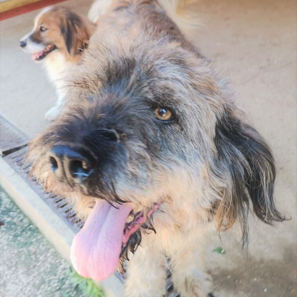 Barak – dog for adoption