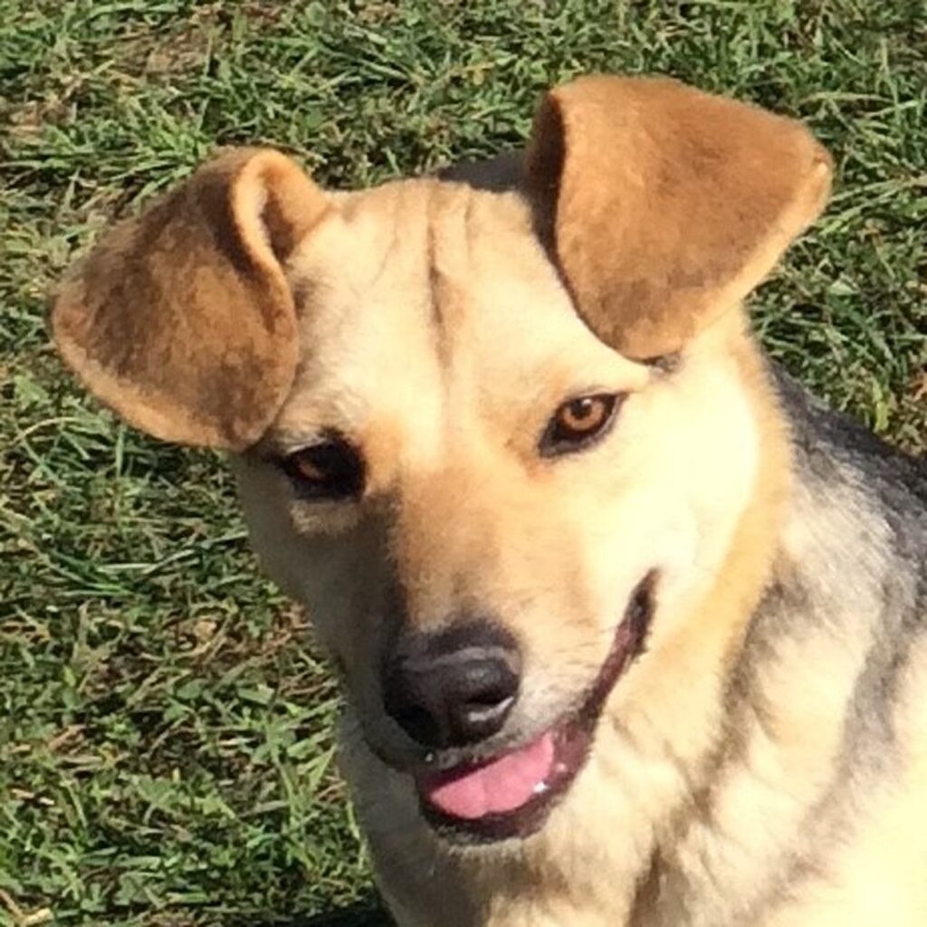 Pomi – dog for adoption