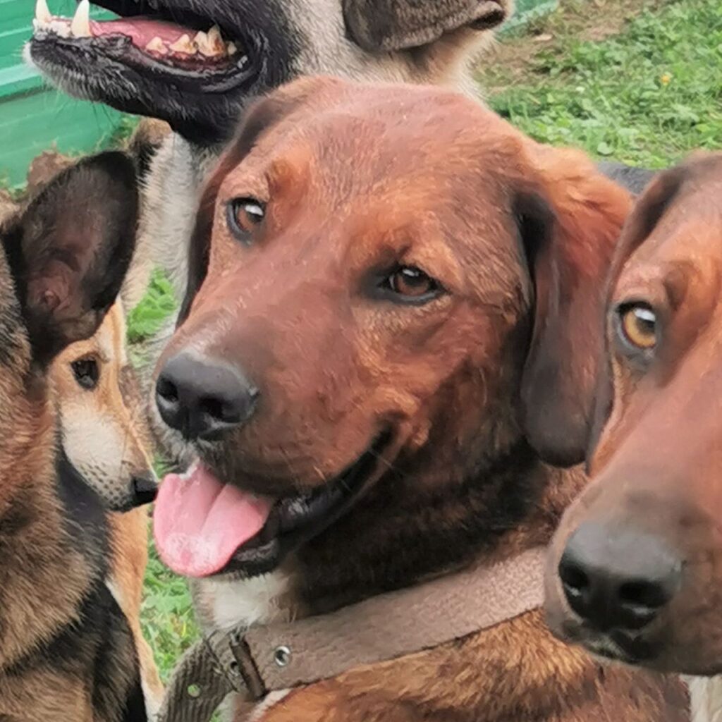 Bella – dog for adoption