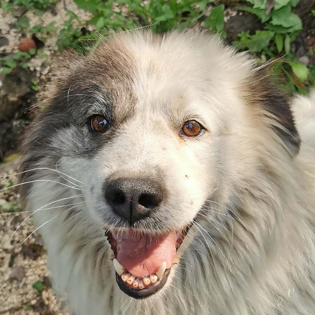 Kira – dog for adoption
