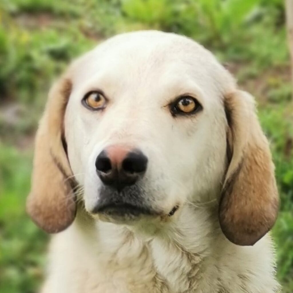 Billy – dog for adoption