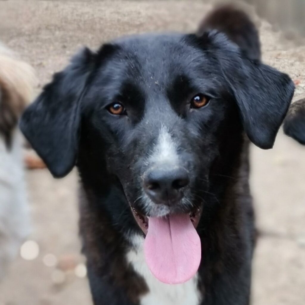 Zoka – dog for adoption