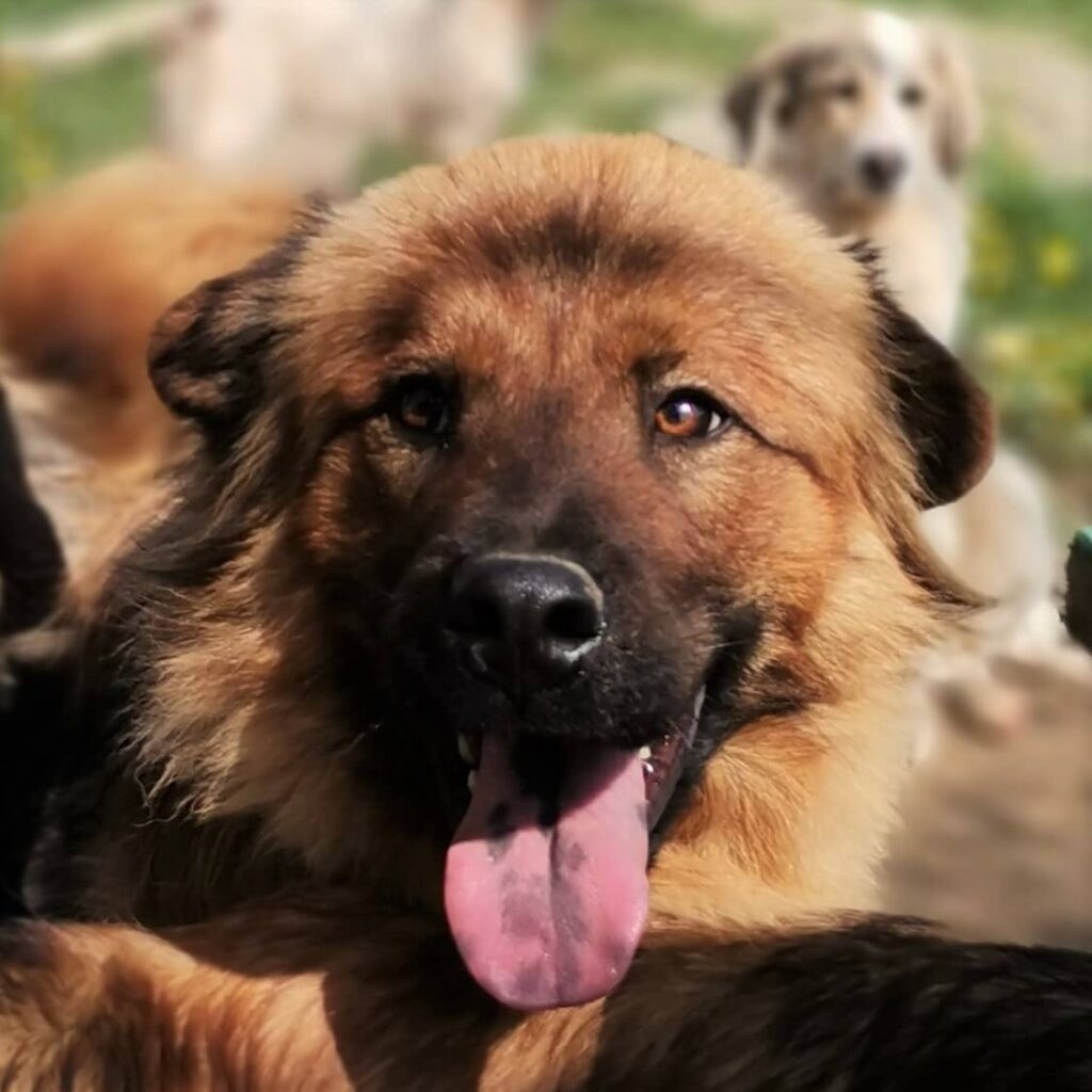 Bubi – dog for adoption