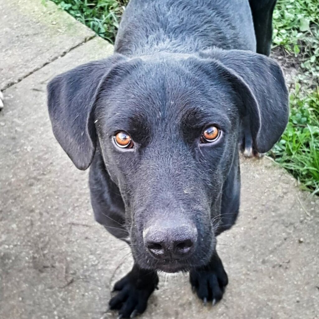 Zoro – dog for adoption