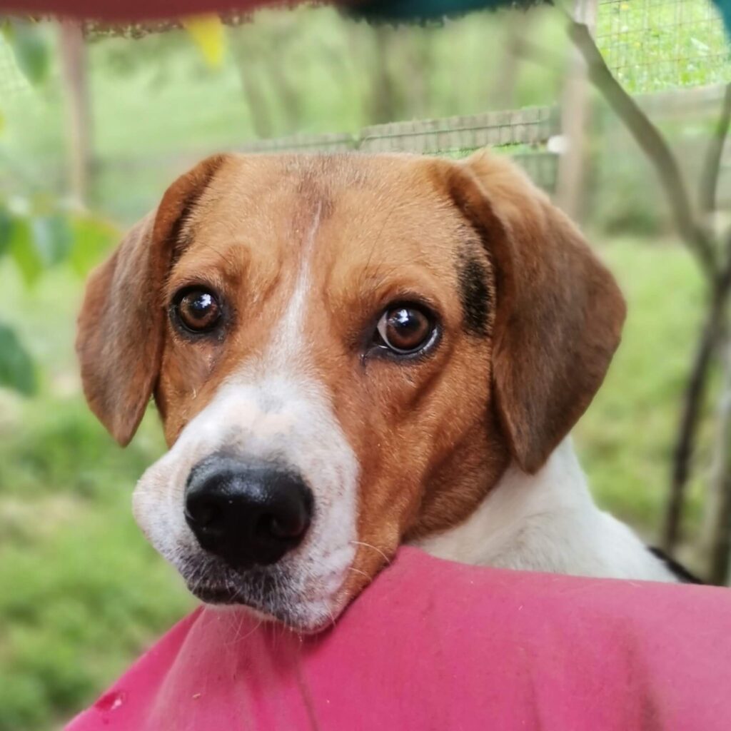 Vita – dog for adoption
