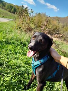 Athina - Dog Adoption