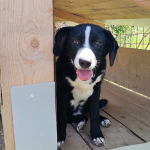 Lou - Shelter Dog Adoption - Srce za sapu - Bosnia
