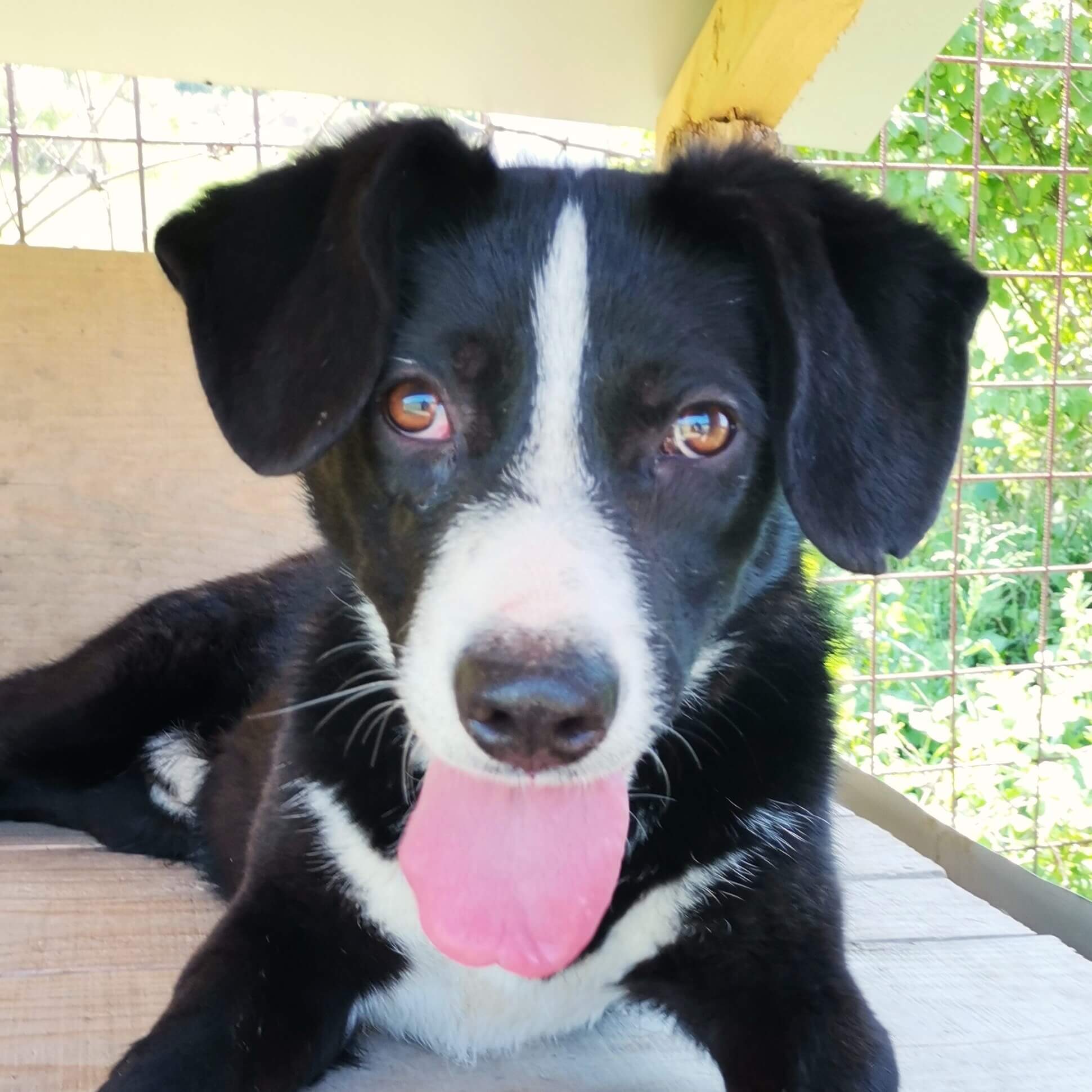 Lou - Shelter Dog Adoption - Srce za sapu - Bosnia