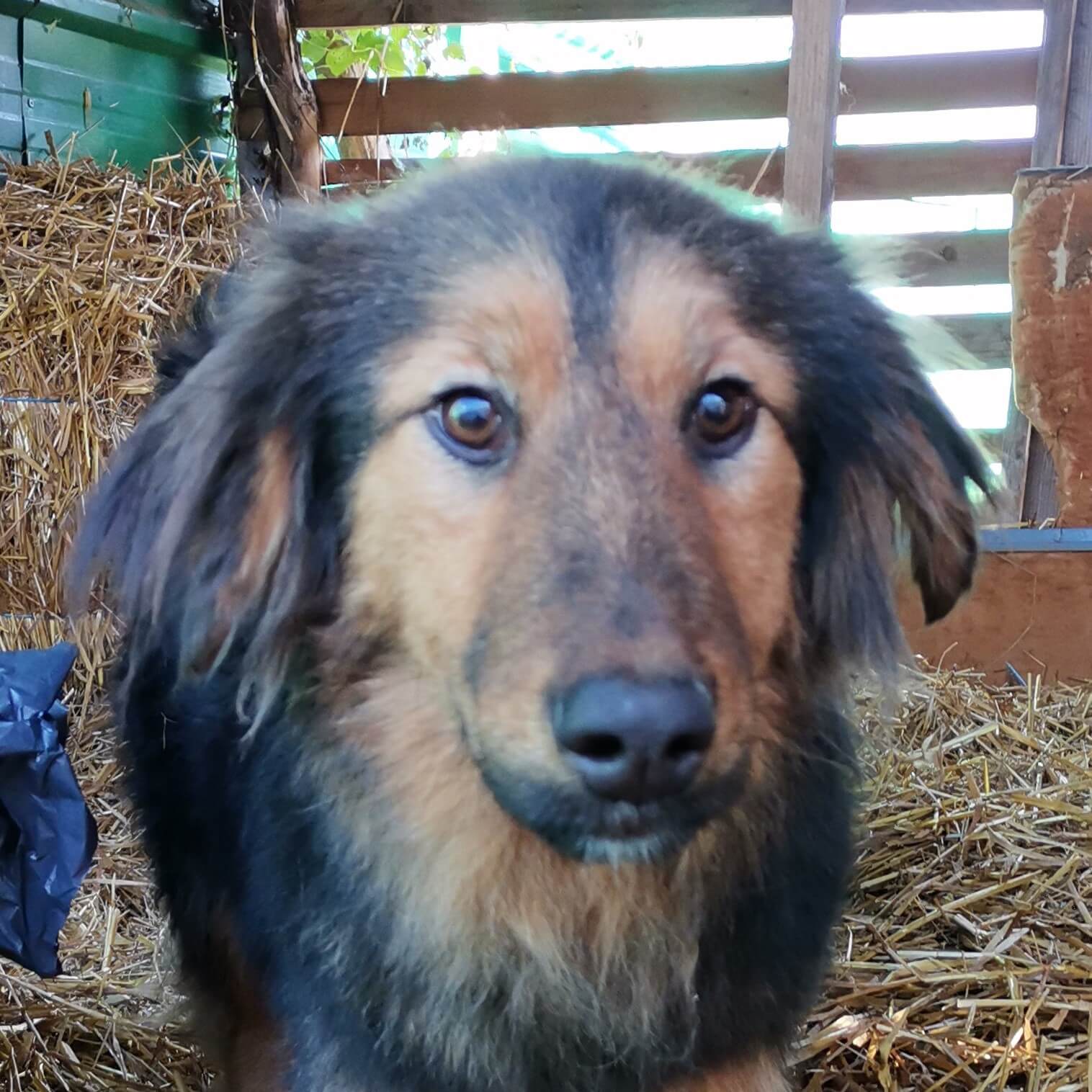 Gia - Shelter Dog Adoption - Srce za sapu - Bosnia