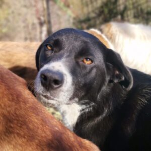 Sonia - Shelter Dog Adoption - Srce za sapu - Bosnia