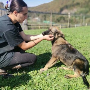 Jack - Adoption of Dogs from Bosnia - Shelter Dogs - Srce za sapu