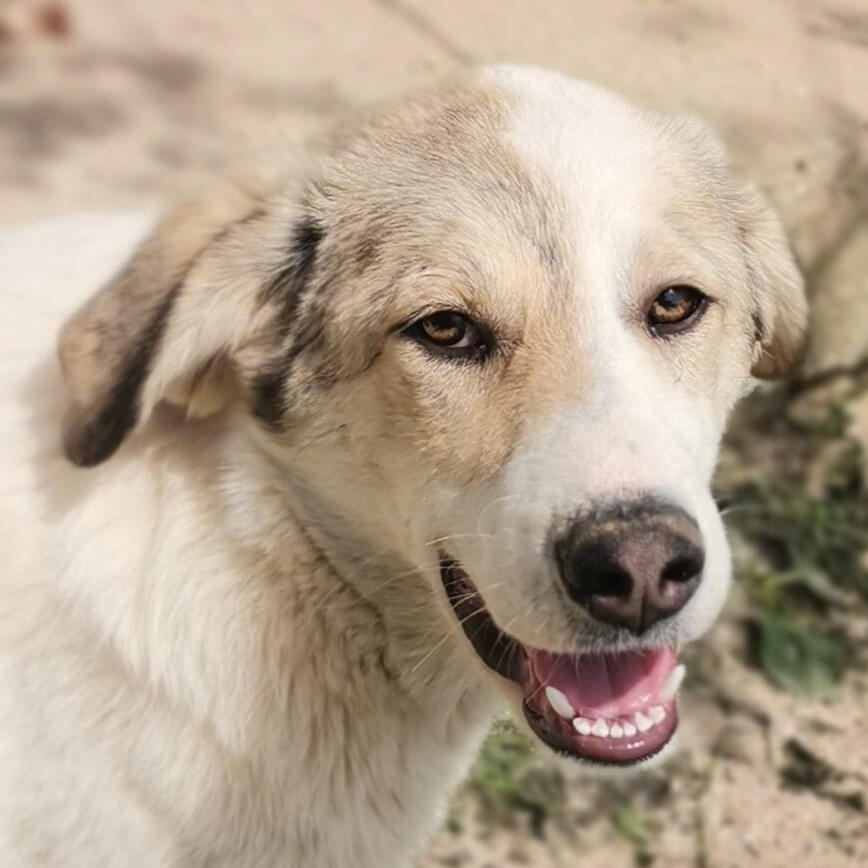 Bianca - Shelter Dog Adoption - Srce za sapu - Bosnia
