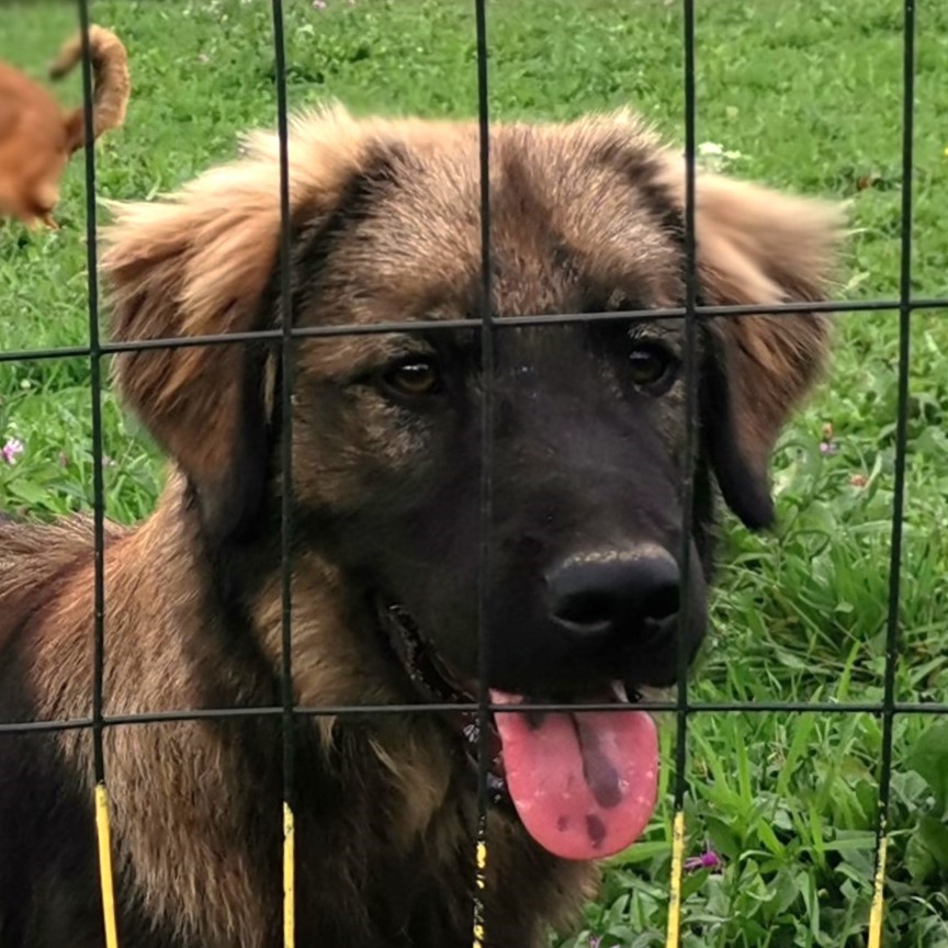 Jack - Shelter Dog Adoption - Srce za sapu - Bosnia
