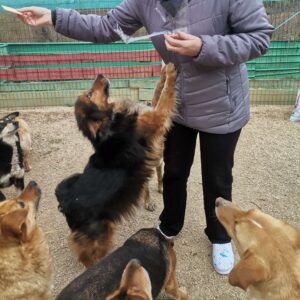 Lela - Shelter Dogs Adoption - Srce za sapu - Bosnia