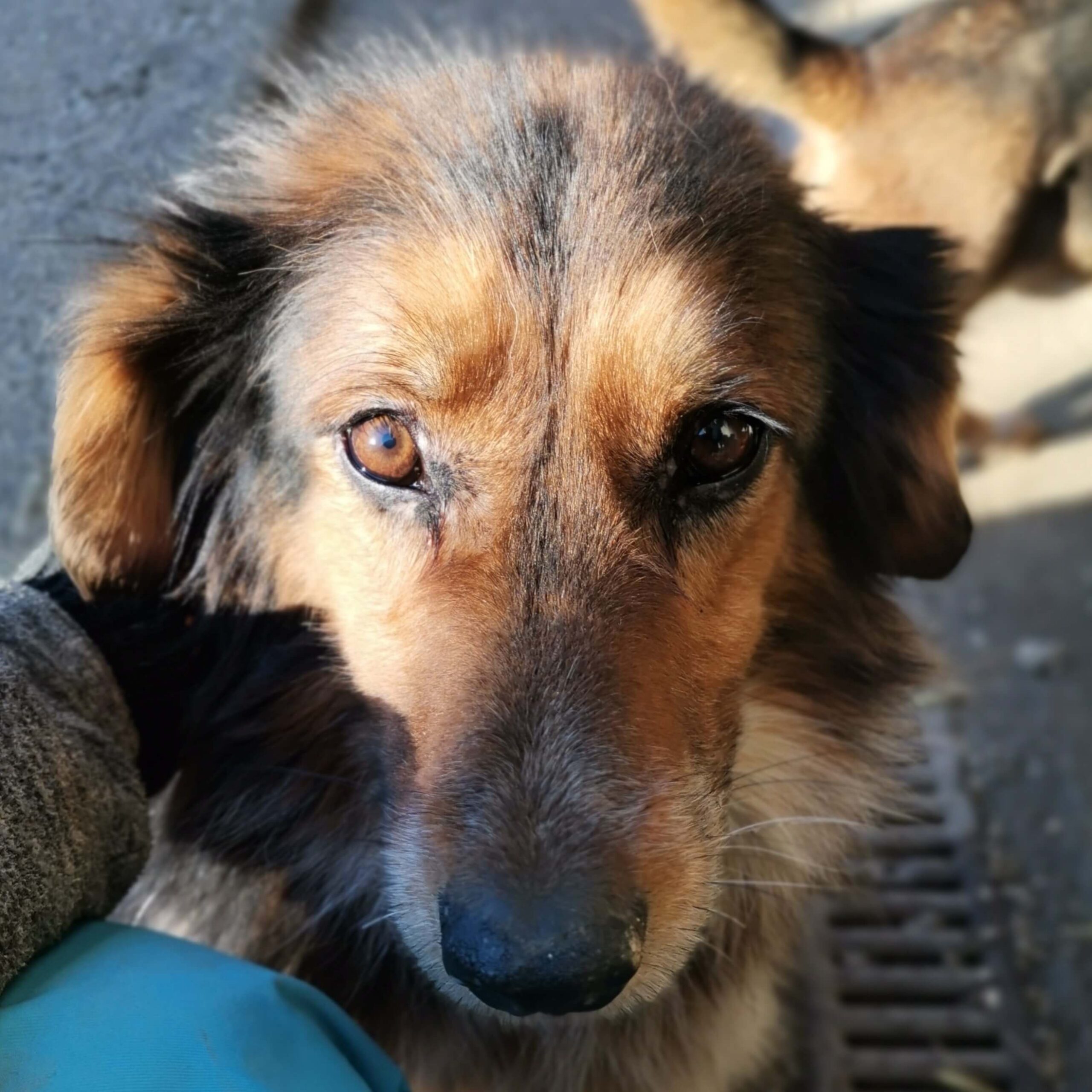 Lela - Shelter Dogs Adoption - Srce za sapu - Bosnia