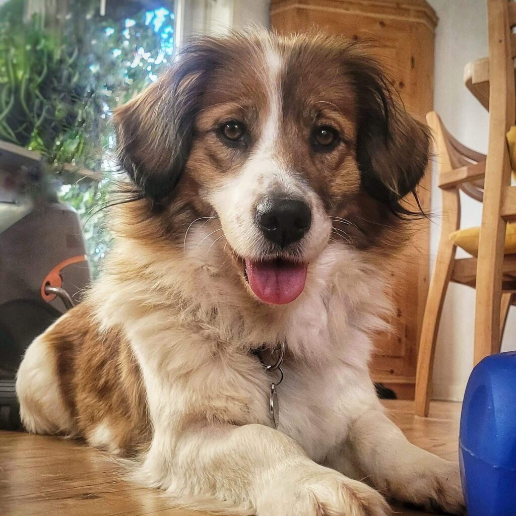 Lisa – adopted