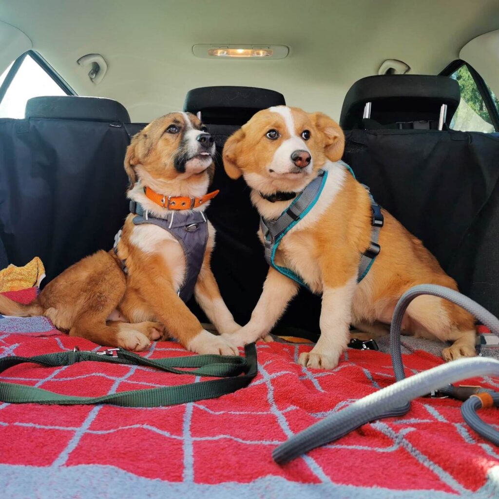 Suki & Sumi – adopted