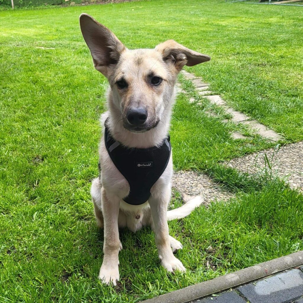 Nicky – adopted
