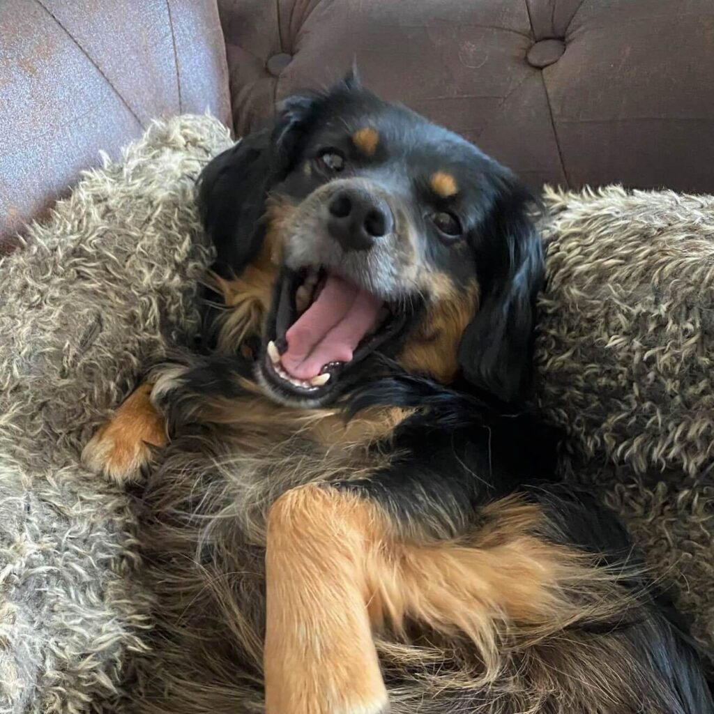 Mini – adopted