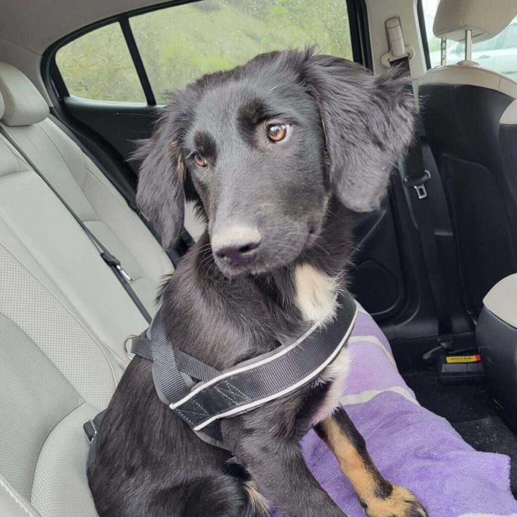 Negra – adopted