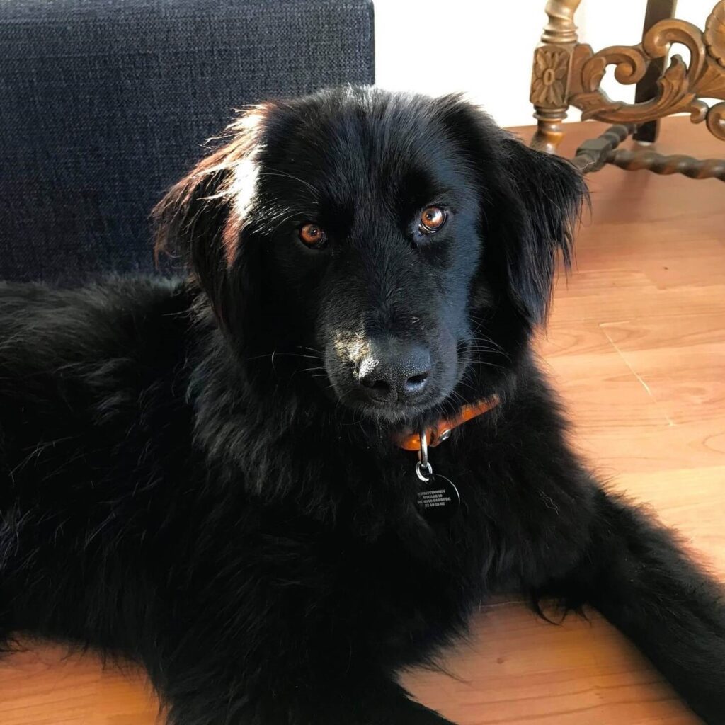 Tony – adopted