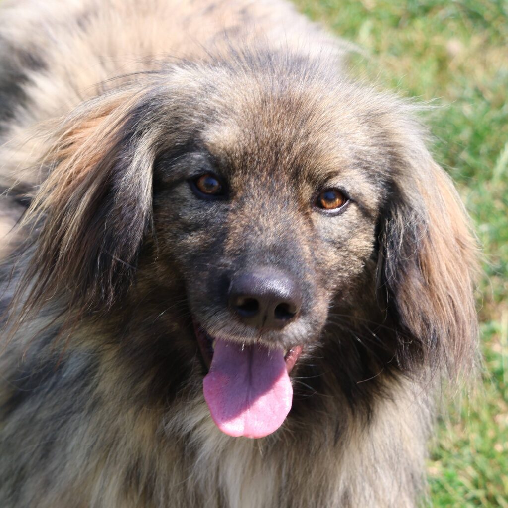 Noah – adopted