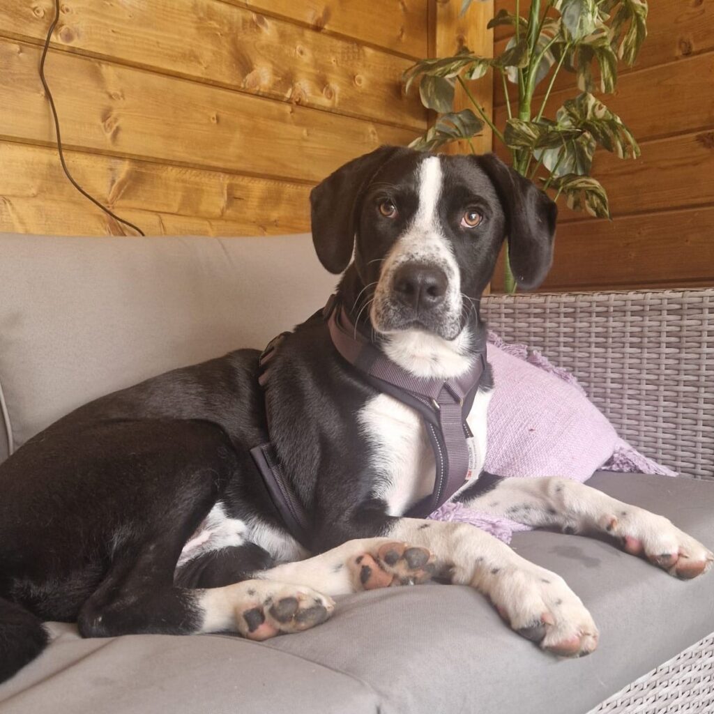Bubby – adopted
