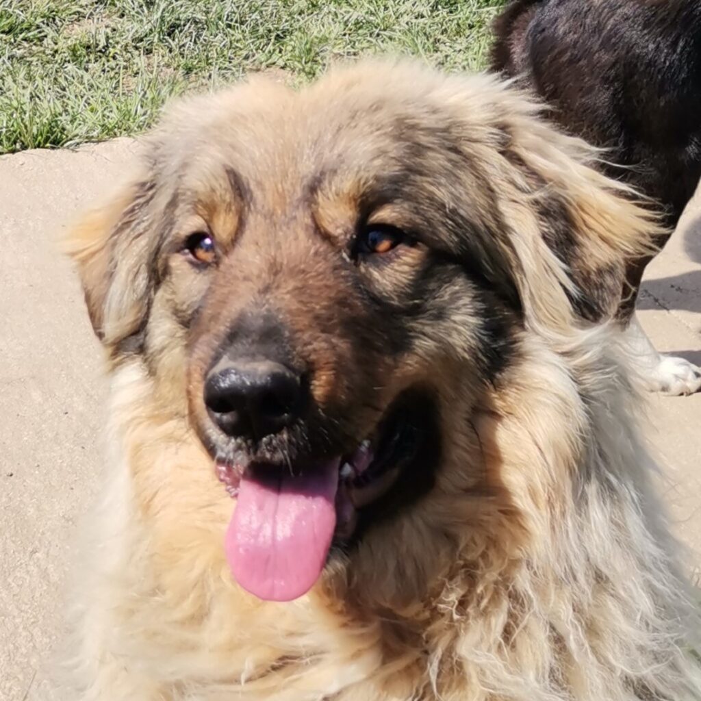 Charlie – dog for adoption