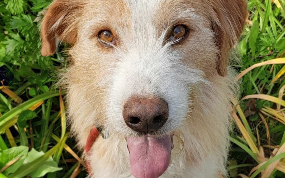 Alfie - Adopted Dogs