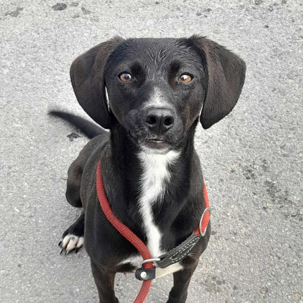 Athina – adopted