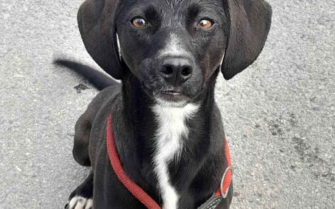 Athina - Adopted Dogs