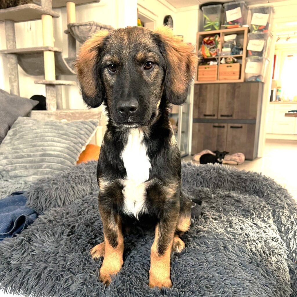 Neva – adopted