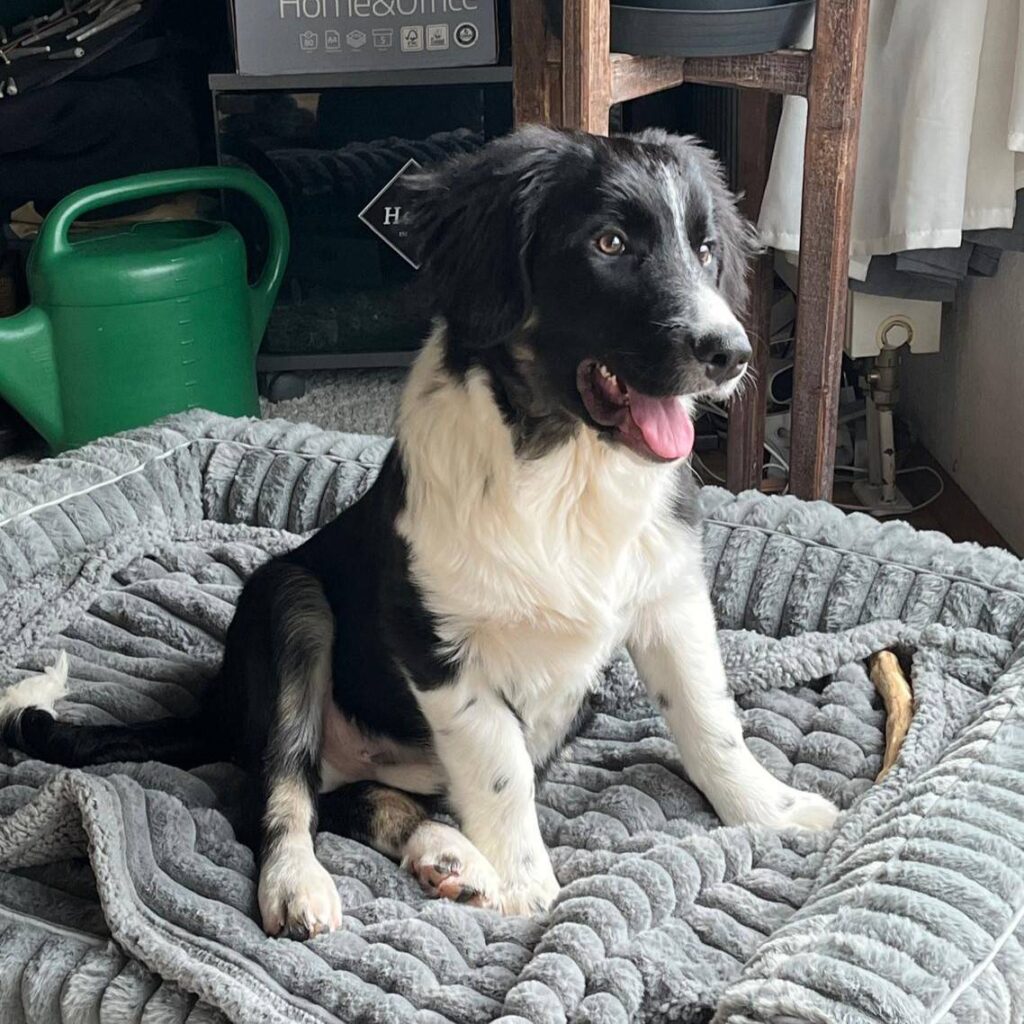 Freddy - Balu – adopted