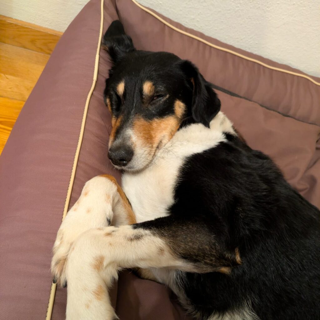 Karma - Kaya – adopted