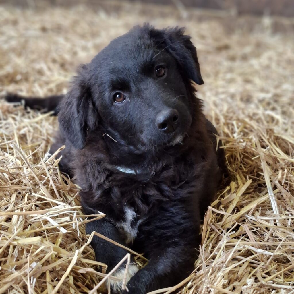 Tia – adopted
