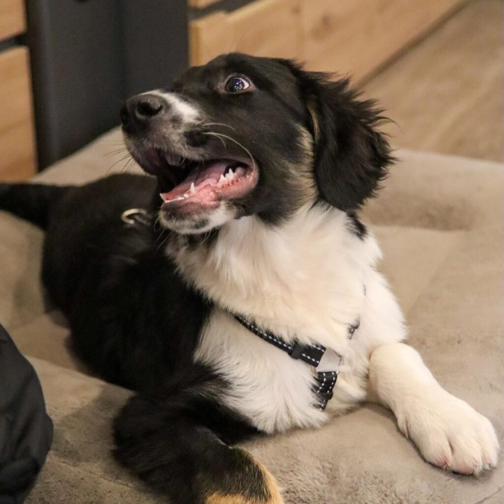 Teddy - Elvis – adopted
