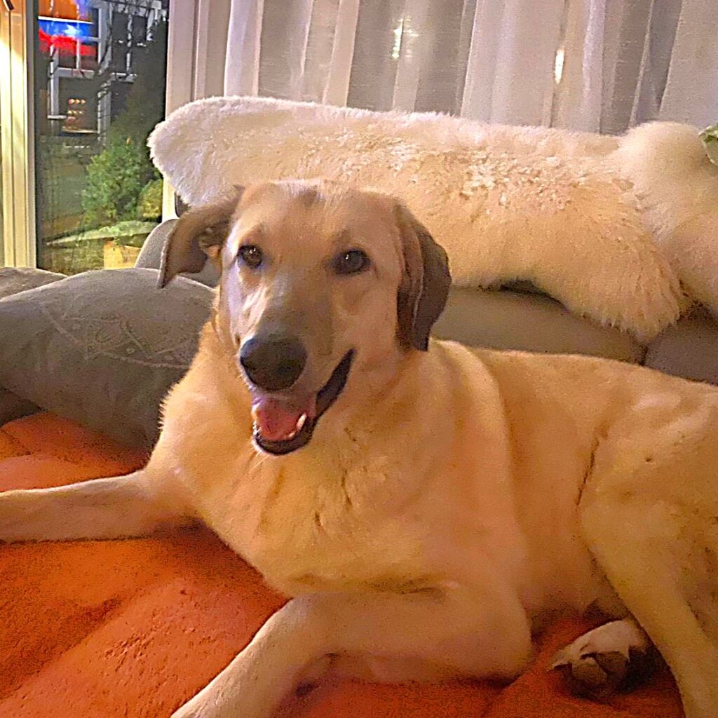 Marley – adopted