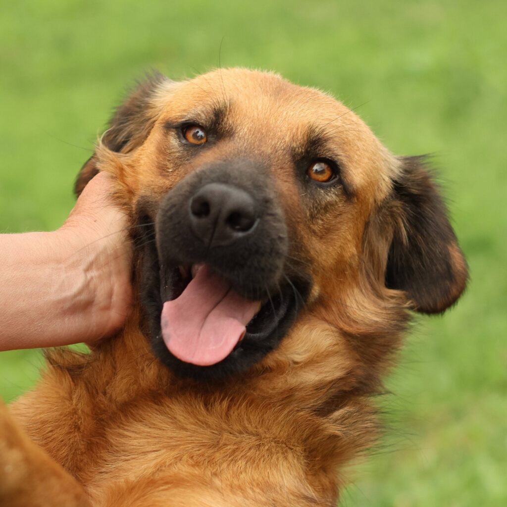 Nala – dog for adoption