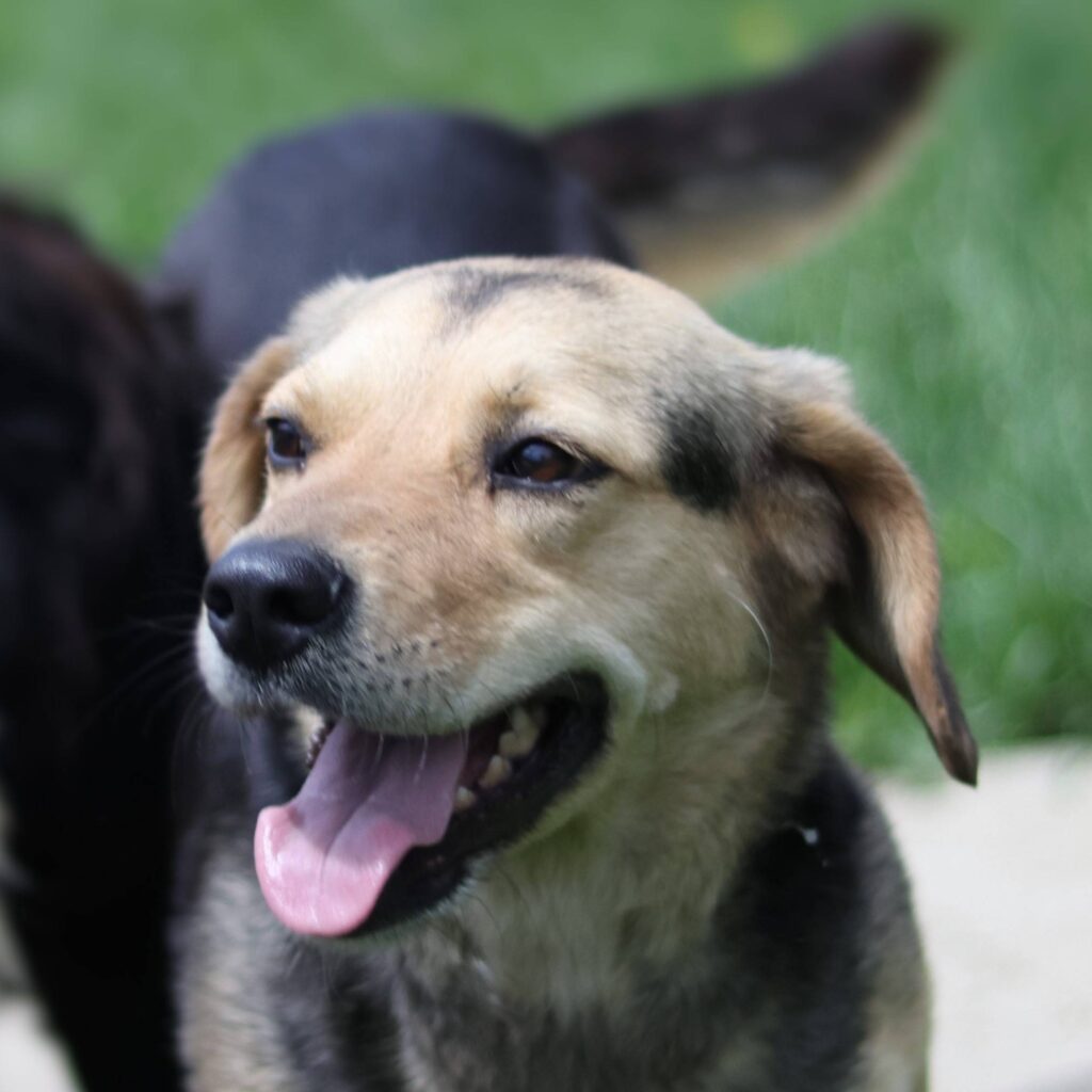 Dunda – dog for adoption