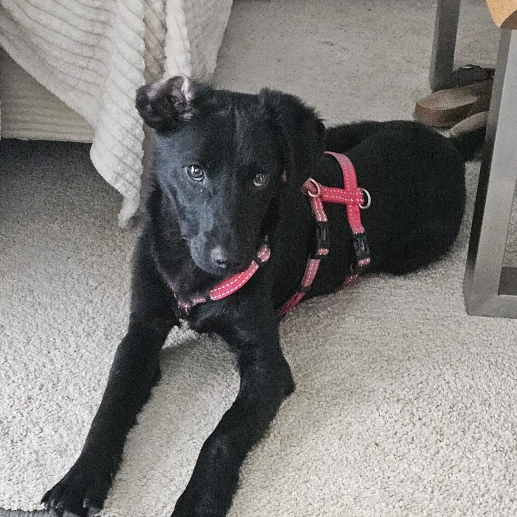 Theo – adopted
