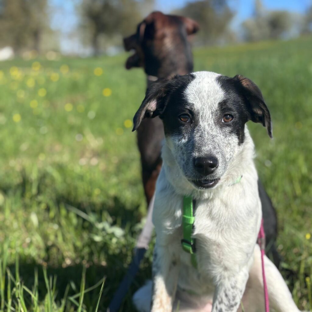 Vivan – adopted